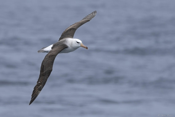 OTL30-25, Day 4, Black browed albatross © Sara Jenner - Oceanwide Expeditions.jpg