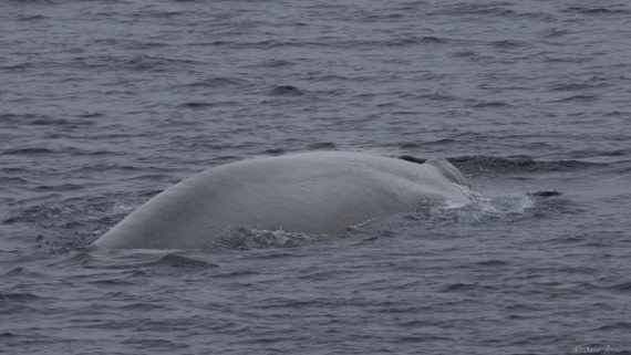 OTL30-25, Day 5, Blue Whale © Sara Jenner - Oceanwide Expeditions.jpg