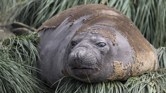 OTL30-25, Day 5, Elephant seal © Sara Jenner - Oceanwide Expeditions.jpg