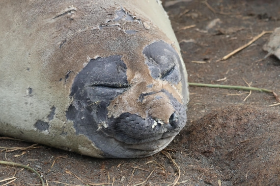 OTL30-25, Day 5, elephant seal sleeping (2) © Unknown photographer - Oceanwide Expeditions.JPG