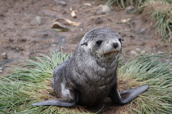 OTL30-25, Day 5, fur seal baby © Unknown photographer - Oceanwide Expeditions.JPG