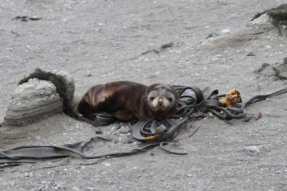 OTL30-25, Day 5, fur seal kelp © Unknown photographer - Oceanwide Expeditions.JPG