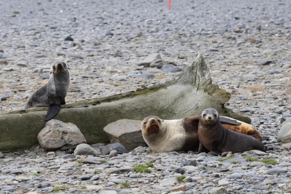 OTL30-25, Day 5, fur seal whale bone © Unknown photographer - Oceanwide Expeditions.JPG