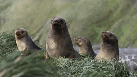 OTL30-25, Day 5, Fur seals_ © Sara Jenner - Oceanwide Expeditions.jpg