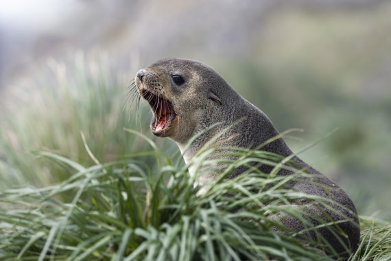 OTL30-25, Day 5, Fur seals © Sara Jenner - Oceanwide Expeditions.jpg