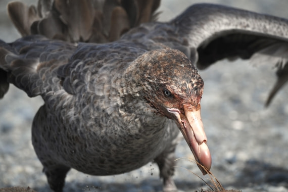 OTL30-25, Day 5, GP feeding © Unknown photographer - Oceanwide Expeditions.JPG