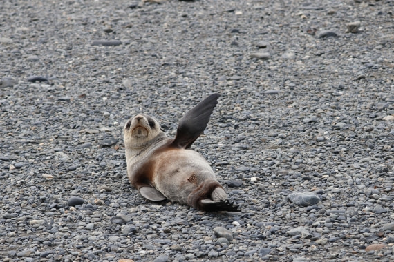 OTL30-25, Day 5, hi © Unknown photographer - Oceanwide Expeditions.JPG