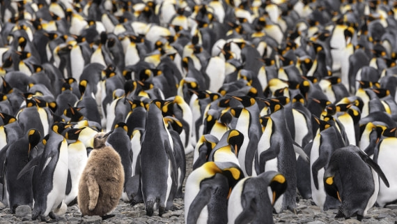 OTL30-25, Day 5, King chick © Sara Jenner - Oceanwide Expeditions.jpg