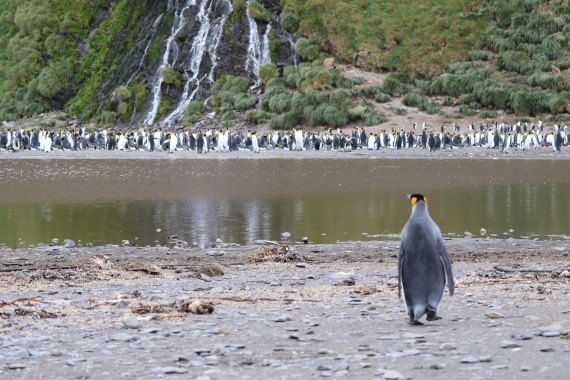 OTL30-25, Day 5, king1 © Unknown photographer - Oceanwide Expeditions.JPG