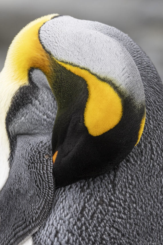 OTL30-25, Day 5, Sleeping king © Sara Jenner - Oceanwide Expeditions.jpg