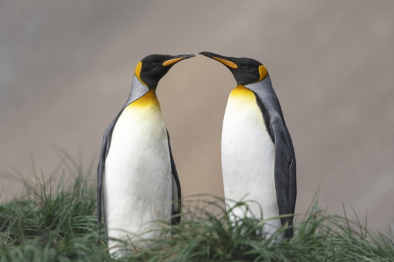 OTL30-25, Day 5, Two kings 1 © Sara Jenner - Oceanwide Expeditions.jpg