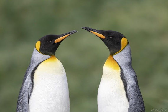 OTL30-25, Day 5, Two kings 2 © Sara Jenner - Oceanwide Expeditions.jpg