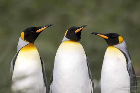 OTL30-25, Day 5, Two kings 3 © Sara Jenner - Oceanwide Expeditions.jpg