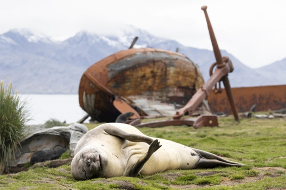 OTL30-25, Day 6, Elephant seal 1 © Sara Jenner - Oceanwide Expeditions.jpg