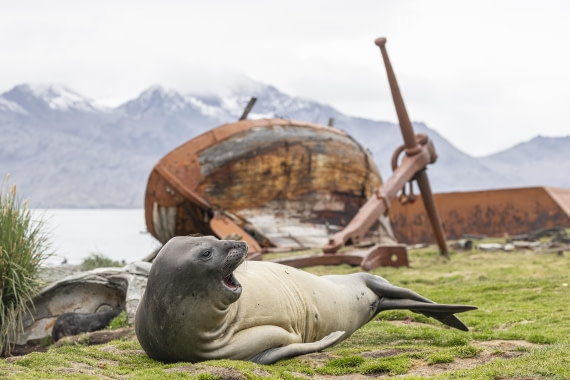 OTL30-25, Day 6, Elephant seal 2 © Sara Jenner - Oceanwide Expeditions.jpg