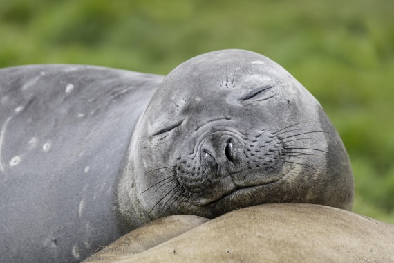 OTL30-25, Day 6, Elephant seal 3 © Sara Jenner - Oceanwide Expeditions.jpg