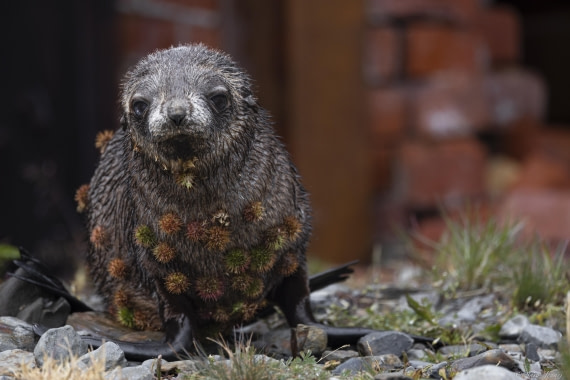 OTL30-25, Day 6, Fur seal covered in burrnet 1 © Sara Jenner - Oceanwide Expeditions.jpg