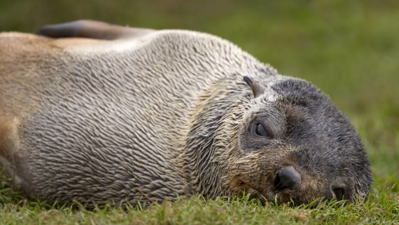 OTL30-25, Day 6, Fur seal pup © Sara Jenner - Oceanwide Expeditions.jpg