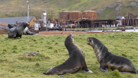 OTL30-25, Day 6, Fur seals playing © Sara Jenner - Oceanwide Expeditions.jpg