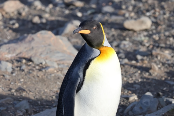 OTL30-25, Day 6, King2 © Unknown photographer - Oceanwide Expeditions.JPG