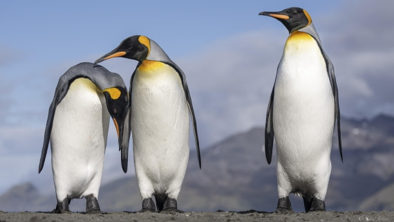 OTL30-25, Day 6, Three kings © Sara Jenner - Oceanwide Expeditions.jpg