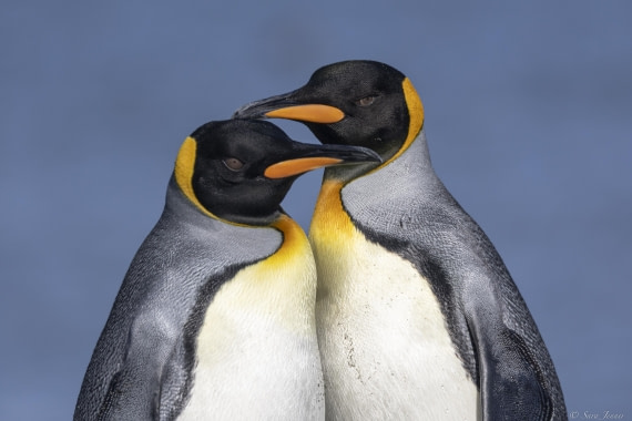 OTL30-25, Day 6, Two kings (2) © Sara Jenner - Oceanwide Expeditions.jpg