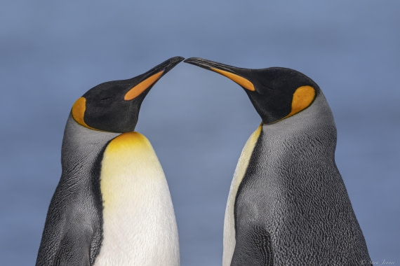 OTL30-25, Day 6, Two kings 3 (2) © Sara Jenner - Oceanwide Expeditions.jpg