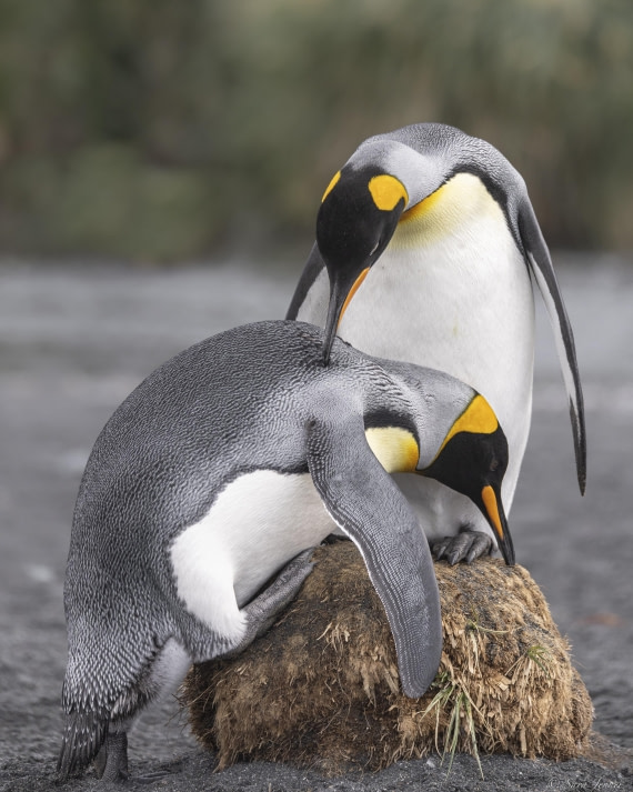 OTL30-25, Day 7, 2 kings © Sara Jenner - Oceanwide Expeditions.jpg