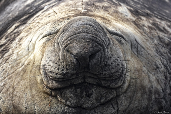 OTL30-25, Day 7, Big elephant seal nose © Sara Jenner - Oceanwide Expeditions.jpg