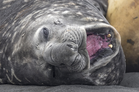 OTL30-25, Day 7, Big elephant seal open mouth © Sara Jenner - Oceanwide Expeditions.jpg
