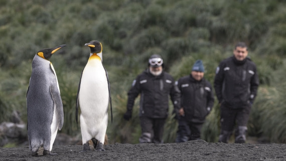 OTL30-25, Day 7, DAP guys with kings © Sara Jenner - Oceanwide Expeditions.jpg