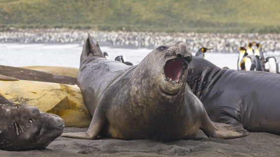 OTL30-25, Day 7, Elpehant seals 4 © Sara Jenner - Oceanwide Expeditions.jpg