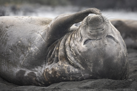 OTL30-25, Day 7, Elephant seal at gold harbour © Sara Jenner - Oceanwide Expeditions.jpg