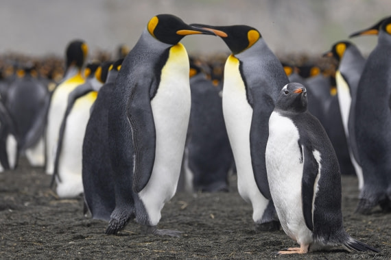 OTL30-25, Day 7, Gentoo and kings © Sara Jenner - Oceanwide Expeditions.jpg