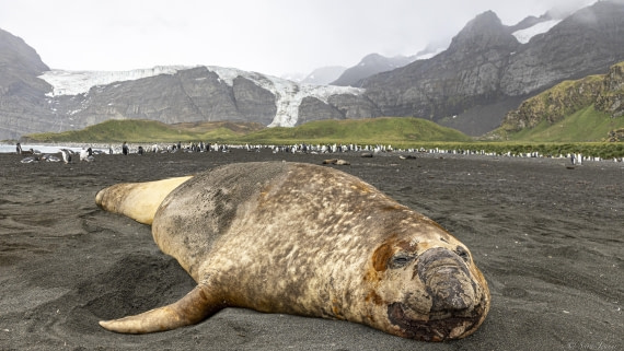 OTL30-25, Day 7, Gold Harbour © Sara Jenner - Oceanwide Expeditions.jpg