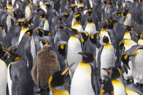 OTL30-25, Day 7, King chick (2) © Sara Jenner - Oceanwide Expeditions.jpg