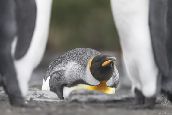 OTL30-25, Day 7, King Penguins framed © Sara Jenner - Oceanwide Expeditions.jpg