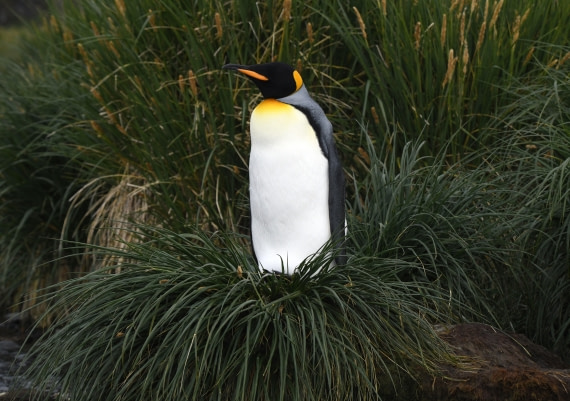 OTL30-25, Day 7, Kingdom © Sara Jenner - Oceanwide Expeditions.JPG