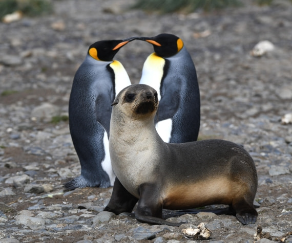 OTL30-25, Day 7, Kings and fur © Unknown photographer - Oceanwide Expeditions.JPG