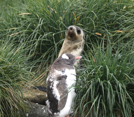 OTL30-25, Day 7, Moult and furseal © Sara Jenner - Oceanwide Expeditions.JPG