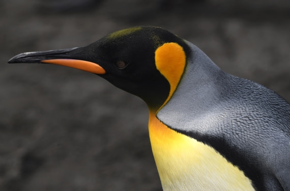 OTL30-25, Day 7, New feathers © Sara Jenner - Oceanwide Expeditions.JPG