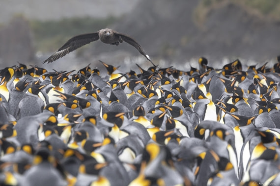 OTL30-25, Day 7, Skua and kings 1 © Sara Jenner - Oceanwide Expeditions.jpg