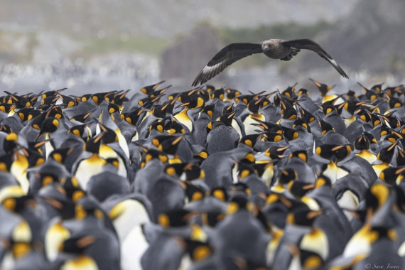 OTL30-25, Day 7, Skua and kings-2 © Sara Jenner - Oceanwide Expeditions.jpg