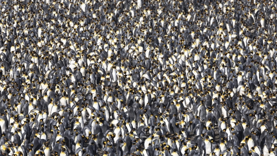 OTL30-25, Day 7, St Andrews (2) © Sara Jenner - Oceanwide Expeditions.jpg