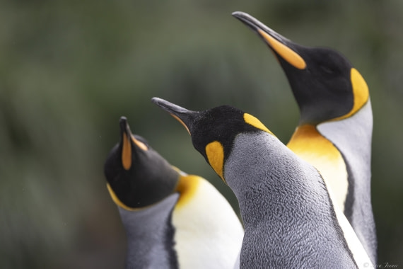 OTL30-25, Day 7, Three kings at gold harbour © Sara Jenner - Oceanwide Expeditions.jpg