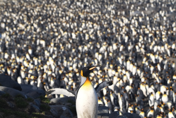 OTL30-25, Day 7, Welcome to our kingdom © Sara Jenner - Oceanwide Expeditions.JPG