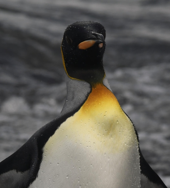 OTL30-25, Day 7, Wet king © Unknown photographer - Oceanwide Expeditions.JPG