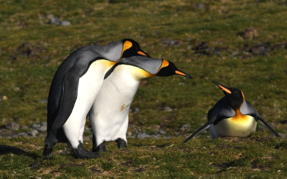 OTL30-25, Day 7, WHAT © Sara Jenner - Oceanwide Expeditions.JPG