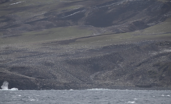 OTL30-25, Day 8, Chinstraps © Unknown photographer - Oceanwide Expeditions.JPG