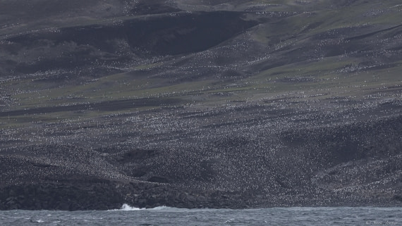 OTL30-25, Day 8, Zavodovski 4 © Sara Jenner - Oceanwide Expeditions.jpg